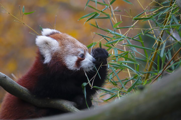 red panda - Ailurus fulgens