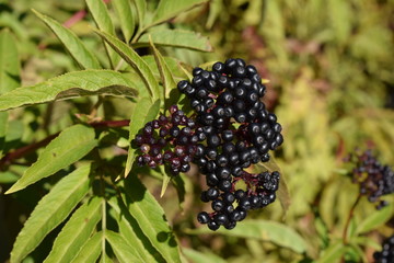 Frutos de arbustos. 