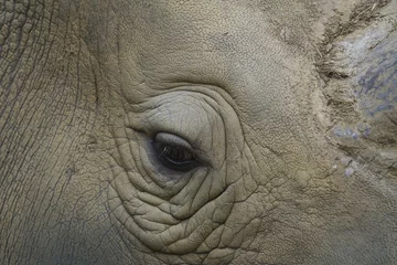 Papier Peint photo Lavable Rhinocéros oeil de rhinocéros gros plan