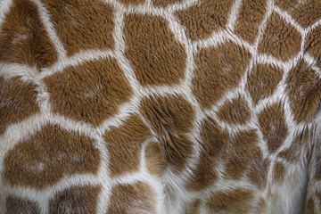 giraffe in detail - texture