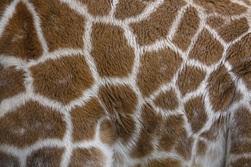 giraffe in detail - texture