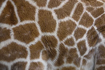 Crédence de cuisine en verre imprimé Girafe giraffe in detail - texture