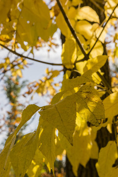 Ash leaves in autumn colors.