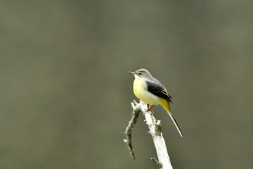 止まり木のキセキレイ