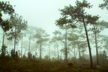 Fototapeta na wymiar Foggy forest and Forested mountain slope in low lying cloud