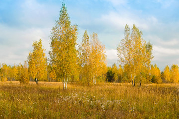 Fototapeta premium The image of an autumn forest