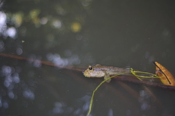 Mudskipper in the water