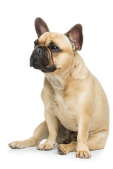 Beautiful french bulldog dog - 125255733