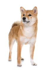 young shiba inu