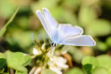 butterflies