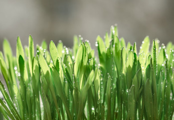 Fototapeta na wymiar Green shoots wheat in dew