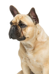 Obraz premium Beautiful french bulldog dog