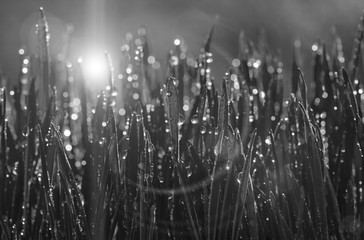 black and white shoots wheat in dew