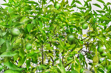Зеленые мандарины растут на ветке дерева в Турции