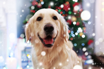 99 828 Christmas Dog Wall Murals Canvas Prints Stickers Wallsheaven