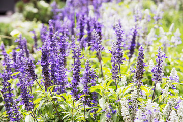 Obraz premium Lavender flowers blooming in the park, beauty in nature