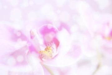 Fototapeta na wymiar Pastel flower background. Floral art concept.