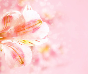 Pastel flower background. Floral art concept.