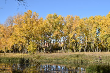Ríos al lado de un bosque.
