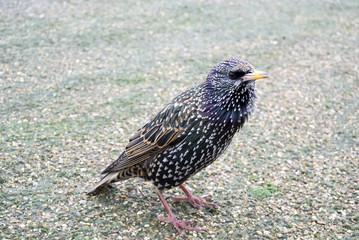 Common Starling (Sturnus vulgaris), also known as the European Starling or just Starling