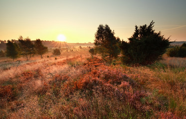 beautiful summer sunrise over heathland