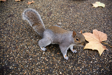 Squirrel with yellow leaf