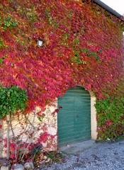 casa di campagna in Toscana ricoperta da edera rossa
