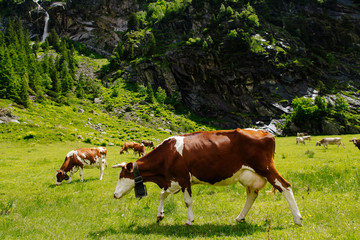 Fototapeta na wymiar Cows. Cows grazing on a green field. Cows on the alpine meadows. Beautiful alpine landscape with cows.