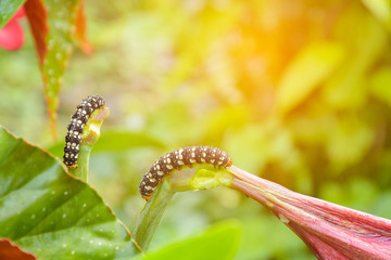 The worm bite flowers in the garden