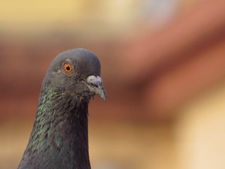 pigeon
