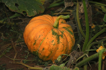 Pumpkin Harvest