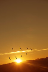 Flock of birds at sunrise or sunset vertical image