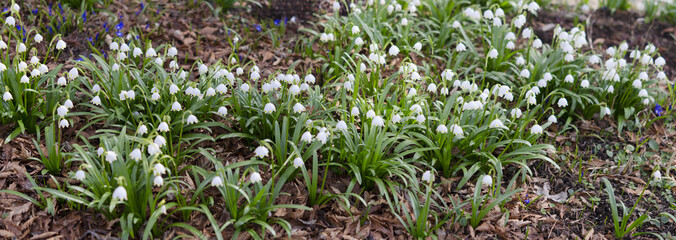 Landschaft im Frühling, Märzenbecher, Panorama