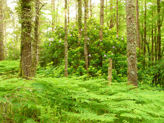 Irland, Killarney