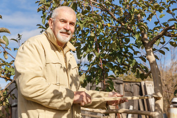 Whitewashing of fruit trees