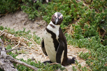 African penguins at False Bay in South Africa.
