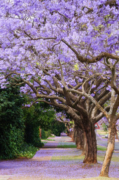 Beautiful violet vibrant jacaranda in bloom.