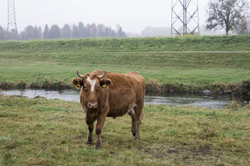 Rind im Nebel
