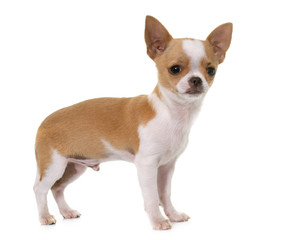 puppy chihuahua in studio