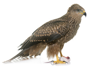 Common buzzard in studio