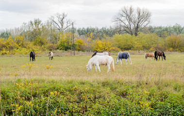 Horses on pasture