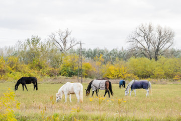 Obraz premium Horses on pasture