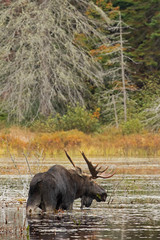Bull moose feeding in a marsh in Algonquin Park , Canada