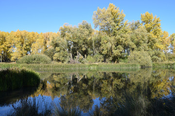 Ríos al lado de un bosque.