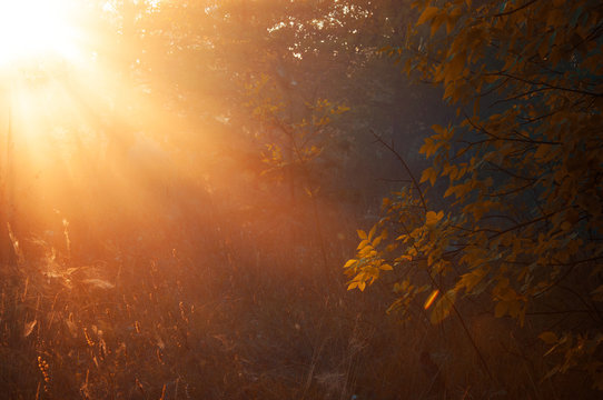 Fototapeta foggy morning in the autumn forest