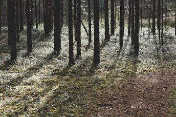 Mysterious autumn forest