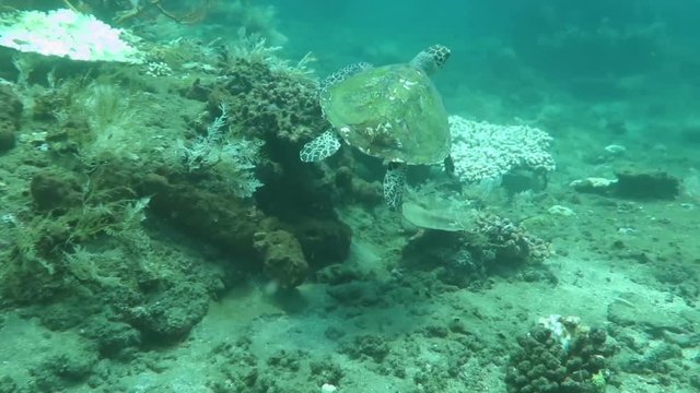 Hawksbill sea turtle near the shores Indonesia