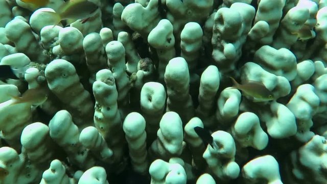 Tropical fish swim around a barrel sponge on a coral reef.