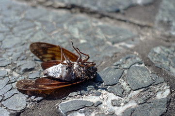 蝉の亡骸