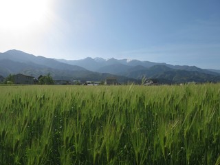 麦と中央アルプス